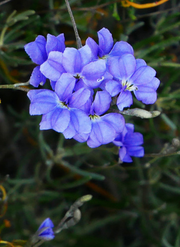 Dampiera teres, 2019-09-17