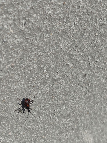Sphedanolestes pubinotum