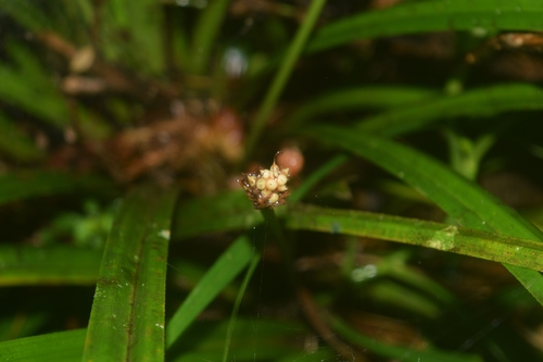 Mapania observed 2026-01-30