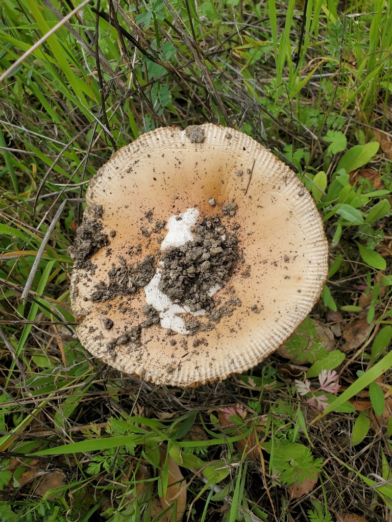 Amanita velosa · February 2026 · photo: © arlenedevitt (iNaturalist, cc-by)