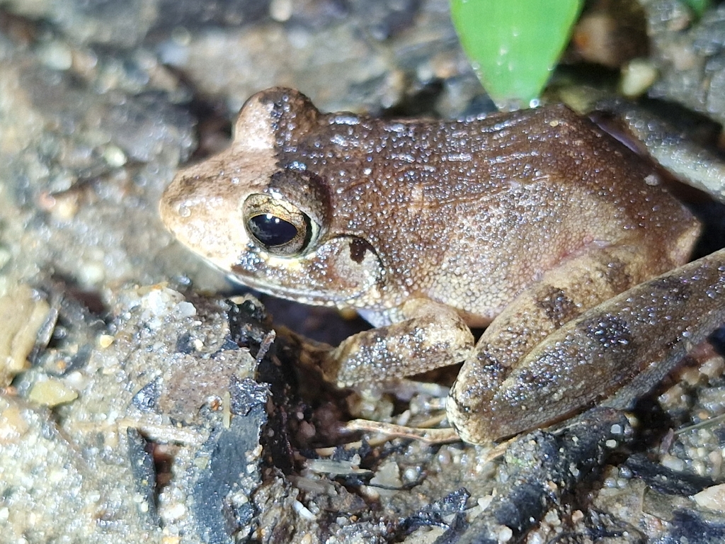 Batanta Wrinkled Ground Frog (Cornufer batantae)