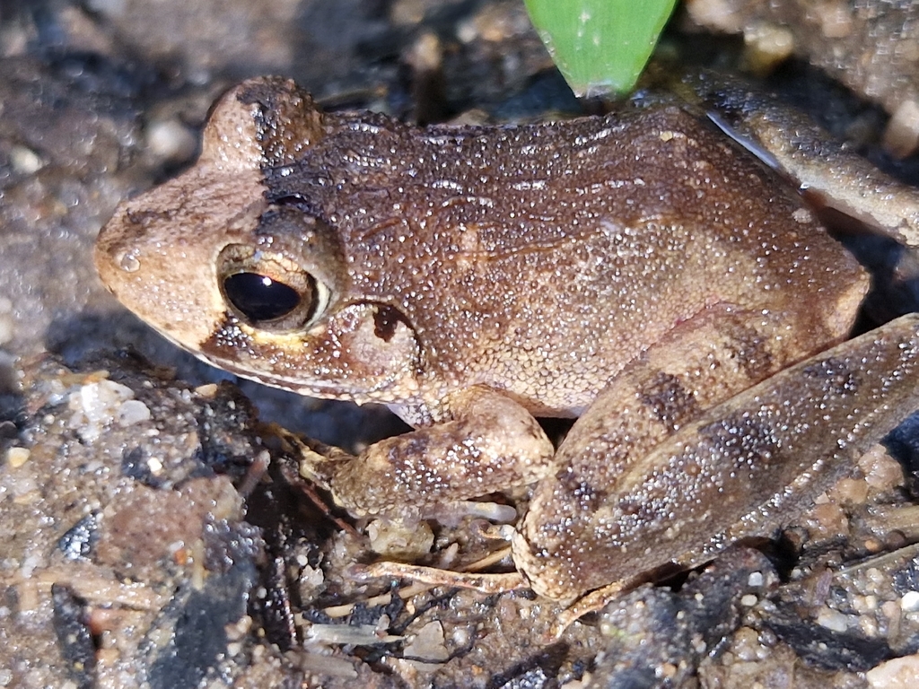 Batanta Wrinkled Ground Frog (Cornufer batantae)