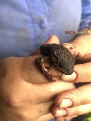 Osteocephalus verruciger