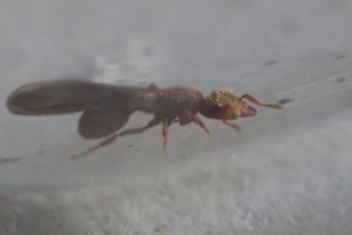 Rhopalothrix orbisRhopalothrix orbis