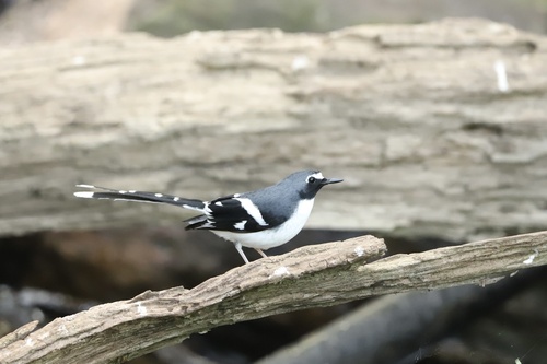 Slaty-backed Forktail (Enicurus schistaceus), photo 1
