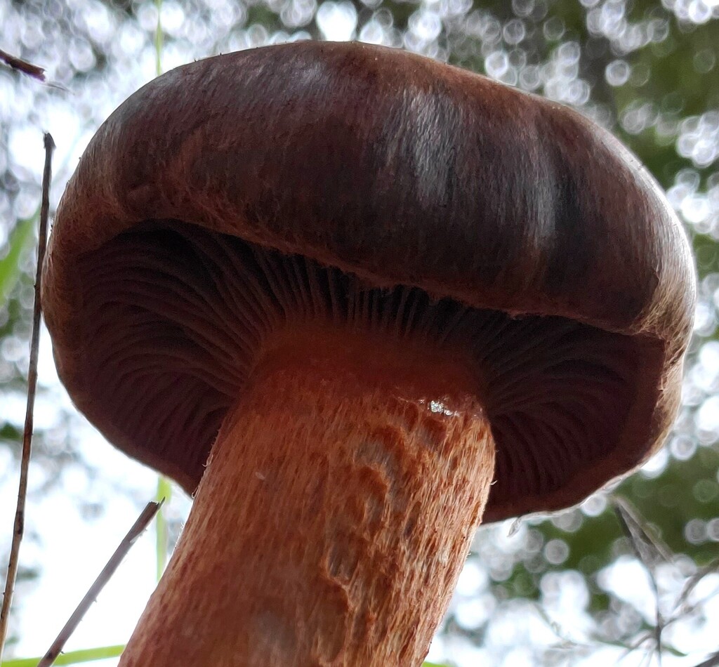Chroogomphus vinicolor · February 2026 · photo: © arlenedevitt (iNaturalist, cc-by)