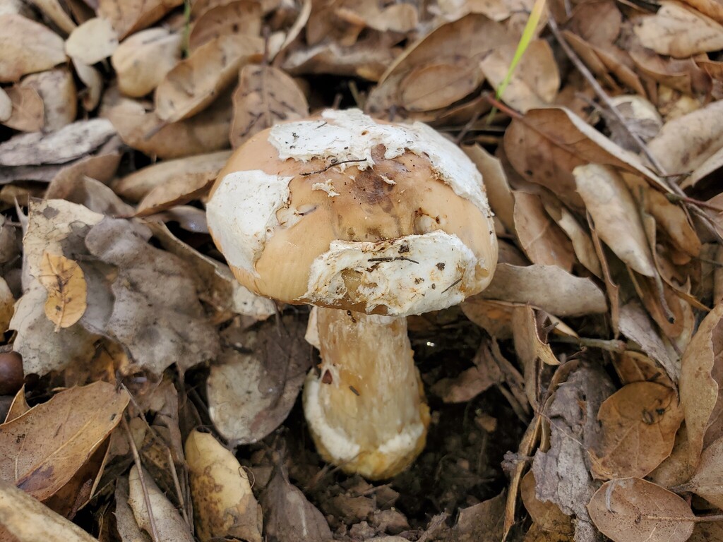 Amanita velosa · February 2026 · photo: © arlenedevitt (iNaturalist, cc-by)