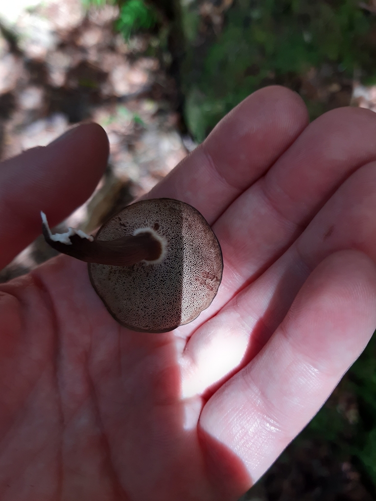 Tylopilus formosus · February 2026 · photo: © georgecox (iNaturalist, cc0)
