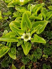 Caltha sagittata