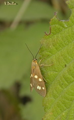 Dysauxes punctata