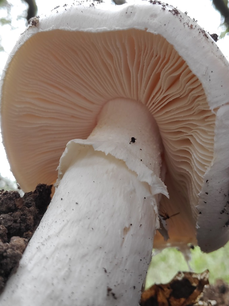 Amanita ocreata · February 2026 · photo: © arlenedevitt (iNaturalist, cc-by)