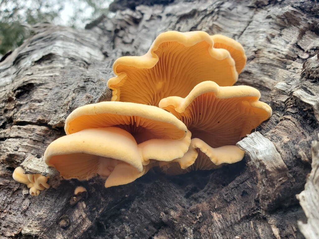 Phyllotopsis nidulans · February 2026 · photo: © arlenedevitt (iNaturalist, cc-by)