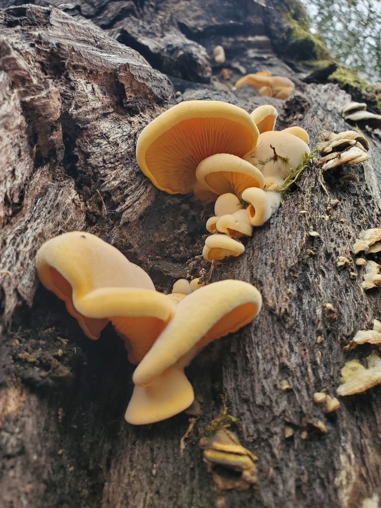 Phyllotopsis nidulans · February 2026 · photo: © arlenedevitt (iNaturalist, cc-by)