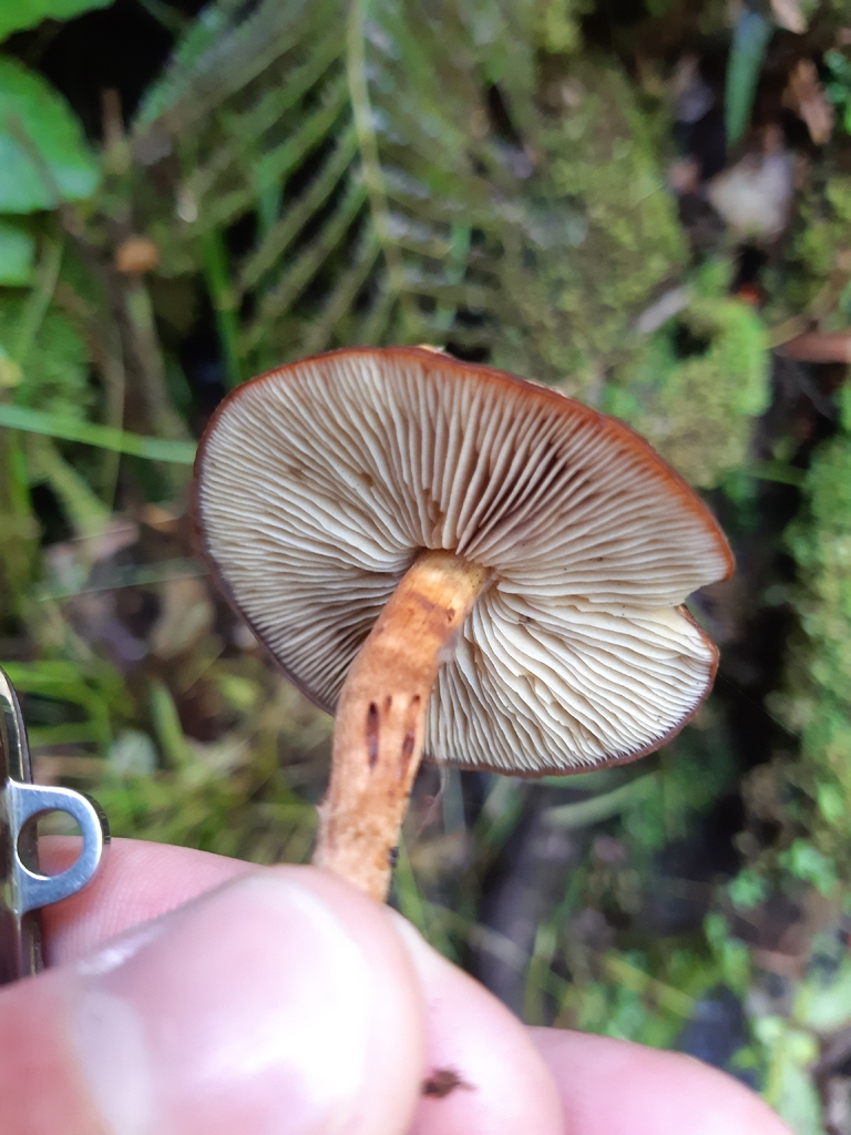 Hypholoma brunneum · February 2026 · photo: © georgecox (iNaturalist, cc0)