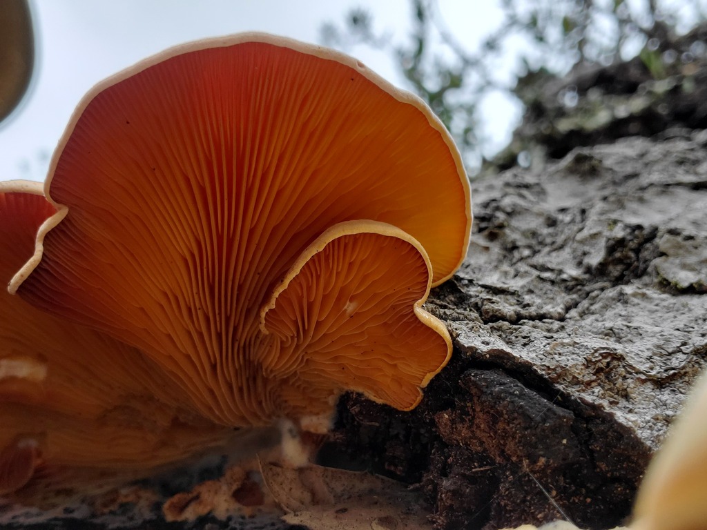 Phyllotopsis nidulans · February 2026 · photo: © arlenedevitt (iNaturalist, cc-by)