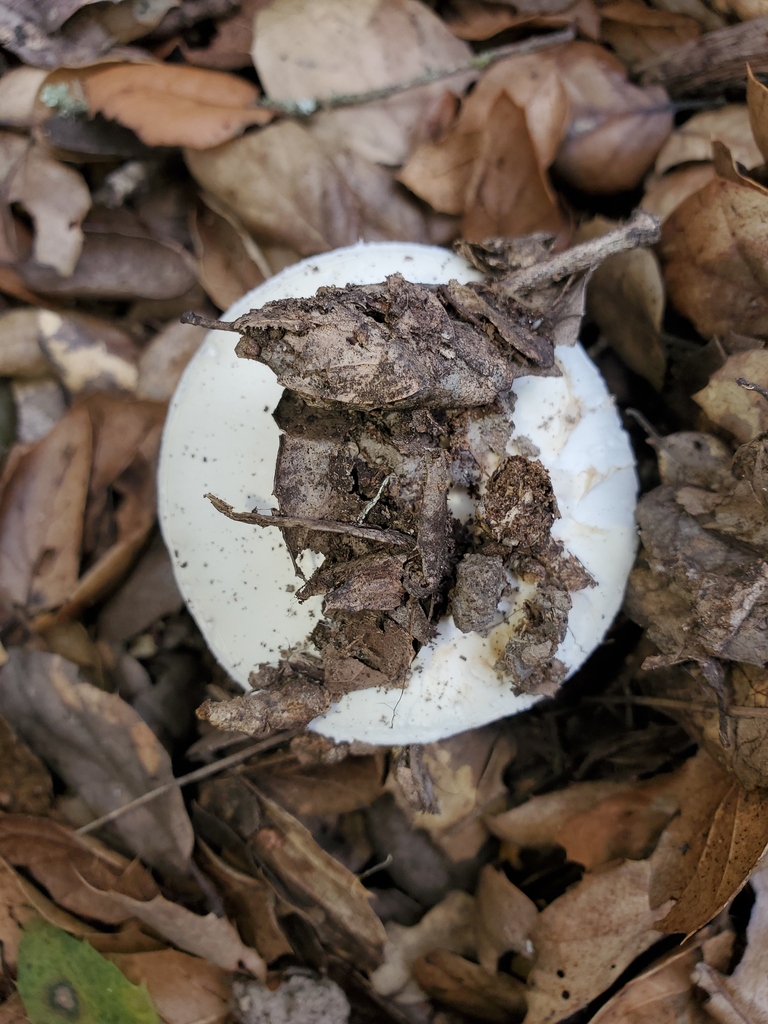 Amanita ocreata · February 2026 · photo: © arlenedevitt (iNaturalist, cc-by)