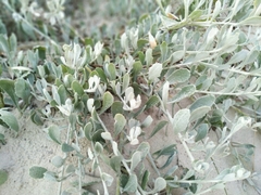 Senecio crassiflorus