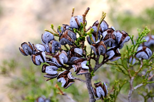 Tetraclinis articulata