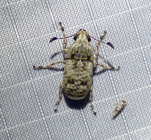 Phloeobius gigas, 2026-01-13