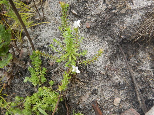 Rigid Bell (Roella amplexicaulis)