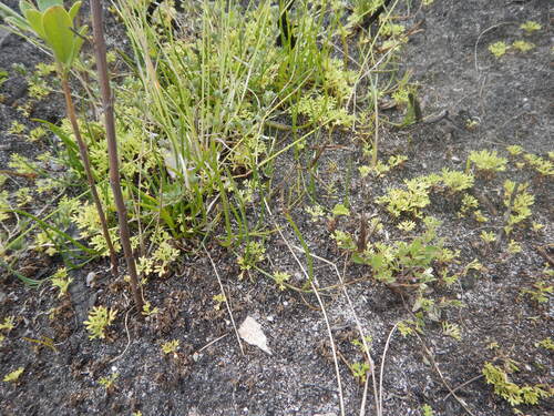 Fireweed Ganna (Lebeckia wrightii)