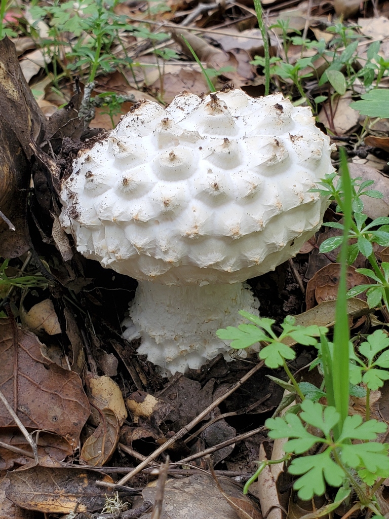 Amanita magniverrucata · February 2026 · photo: © arlenedevitt (iNaturalist, cc-by)