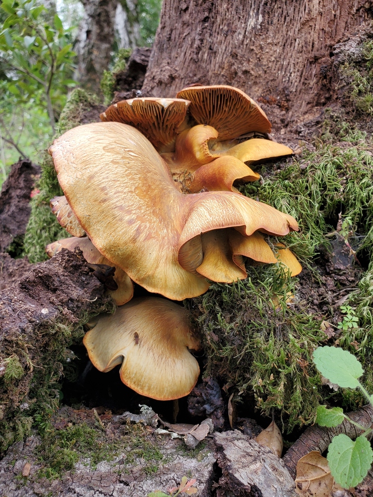 Omphalotus olivascens · February 2026 · photo: © arlenedevitt (iNaturalist, cc-by)