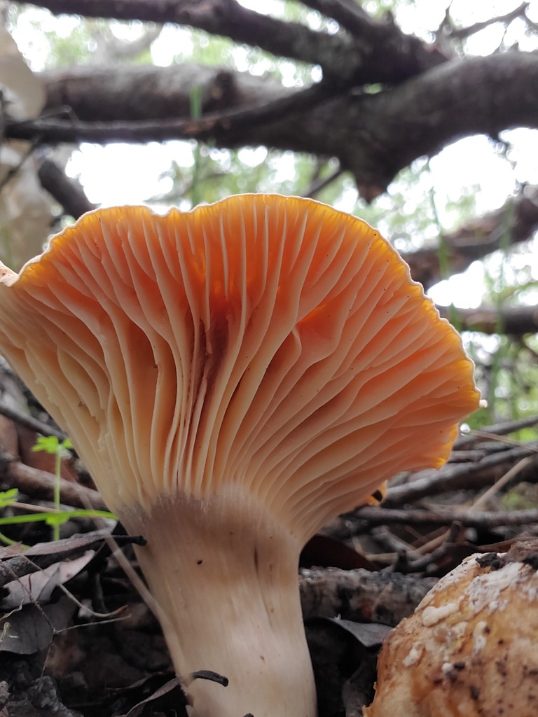 Cuphophyllus pratensis · February 2026 · photo: © arlenedevitt (iNaturalist, cc-by)