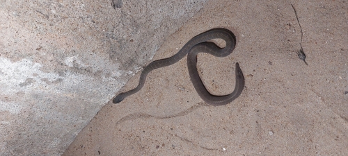 Red-lipped Snake