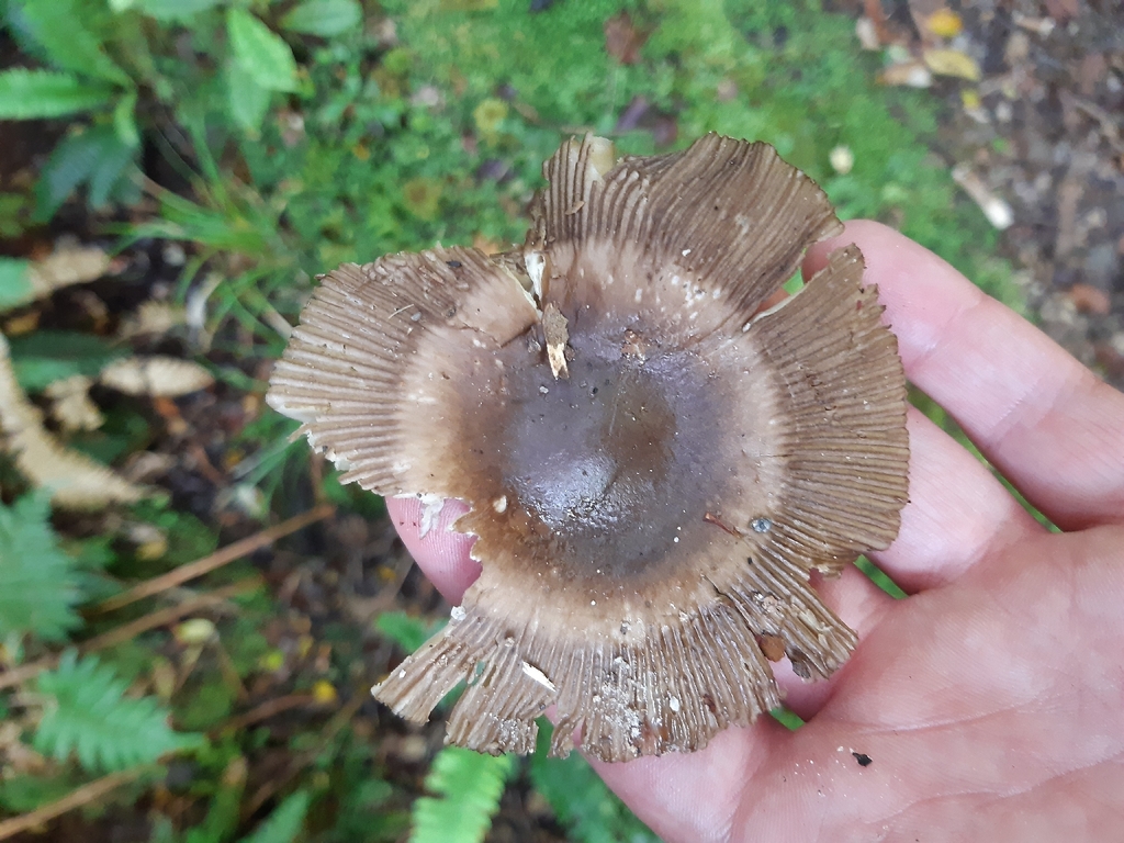 Amanita pekeoides · February 2026 · photo: © georgecox (iNaturalist, cc0)