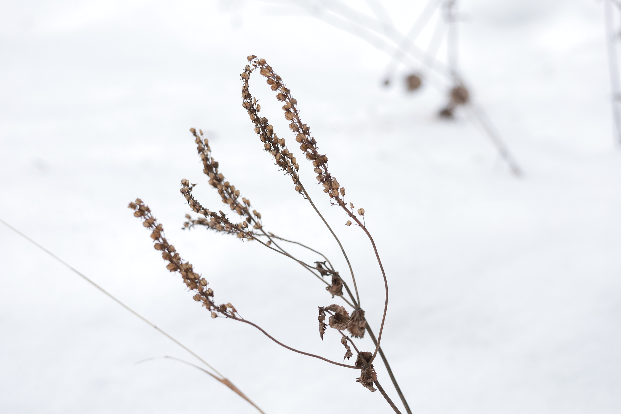 Wood germander