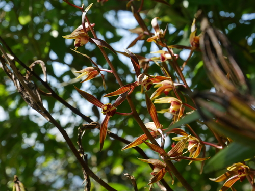 Cymbidium sinense iNat (1)