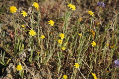 Monolopia stricta