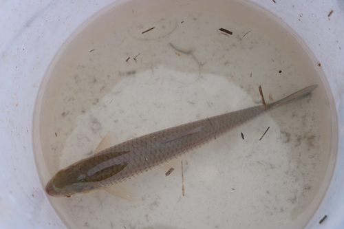 Barbel chub (Squaliobarbus curriculus) — Cyprinidae