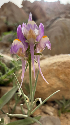Linaria haelava