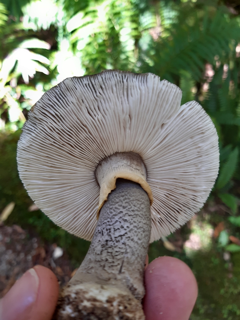 Amanita nothofagi · February 2026 · photo: © georgecox (iNaturalist, cc0)