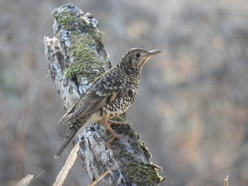White's Thrush (Zoothera aurea), photo 1