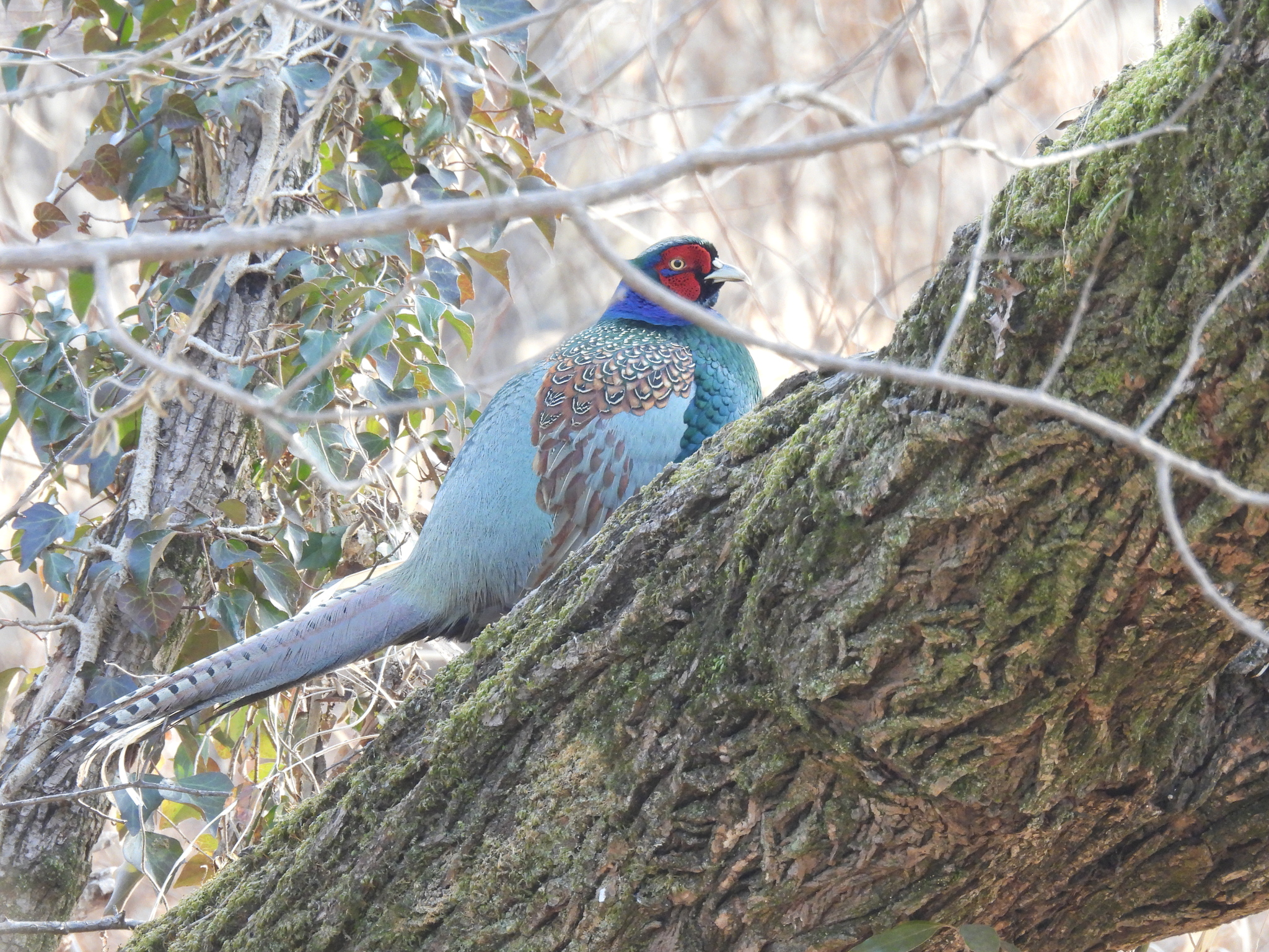 Green Pheasant (Phasianus versicolor), photo 1