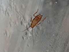 Drymaplaneta semivitta