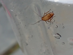 Drymaplaneta semivitta