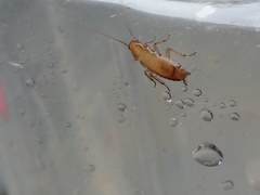 Drymaplaneta semivitta