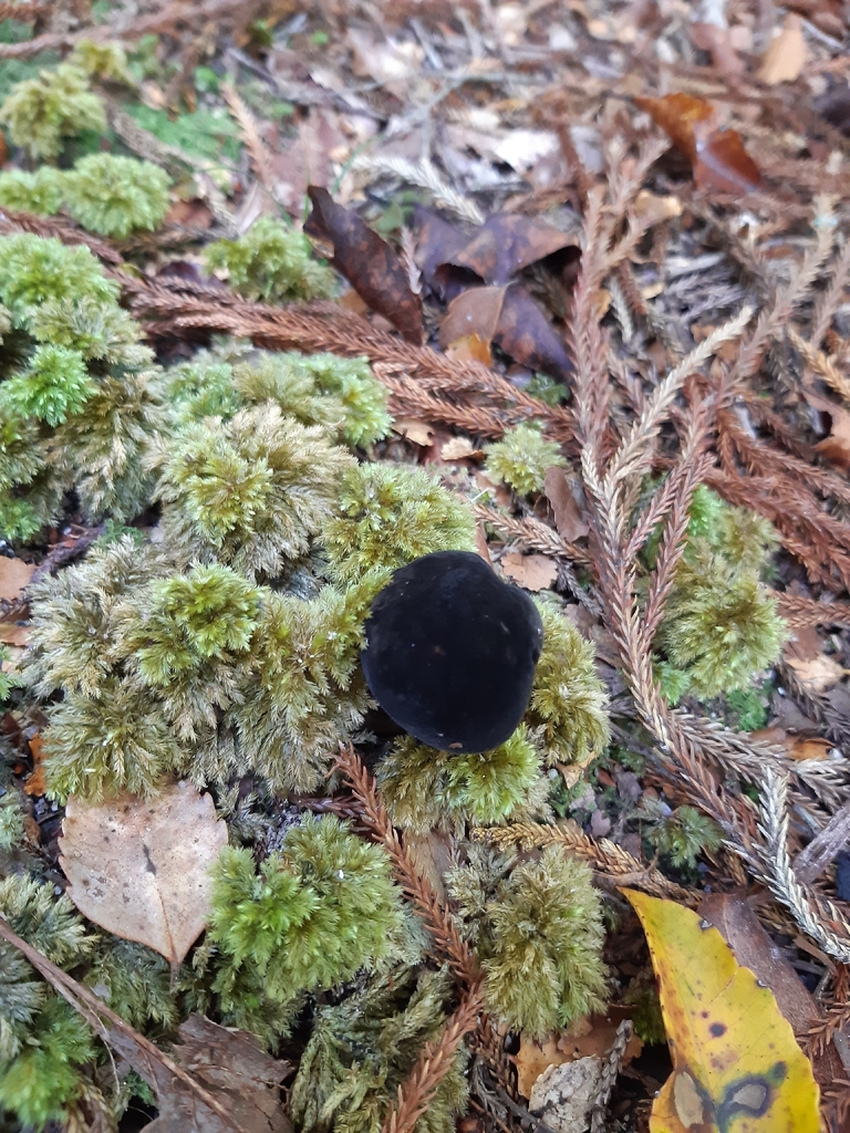 Tylopilus formosus · February 2026 · photo: © georgecox (iNaturalist, cc0)