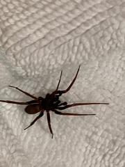Segestria florentina