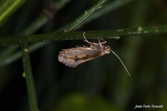 Eriocottis paradoxella