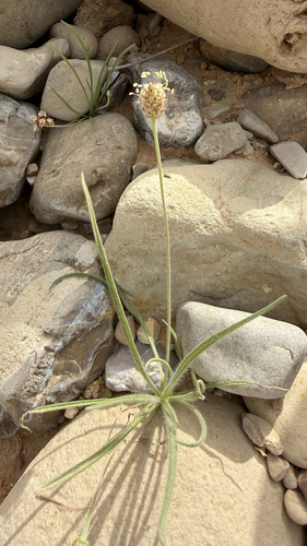 Desert Plantain