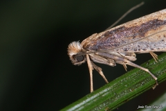 Eriocottis paradoxella