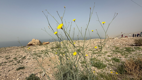 Launaea mucronata