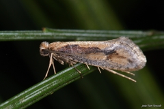 Eriocottis paradoxella