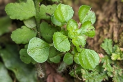 (c) 許文俊, some rights reserved (CC BY-SA) Pilea peploides, photograph (c) 許文俊, some rights reserved (CC BY-SA)