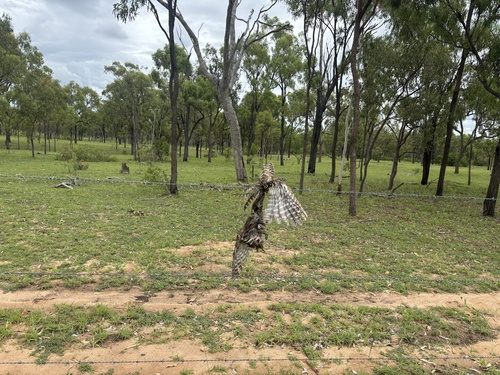 Tawny Frogmouth